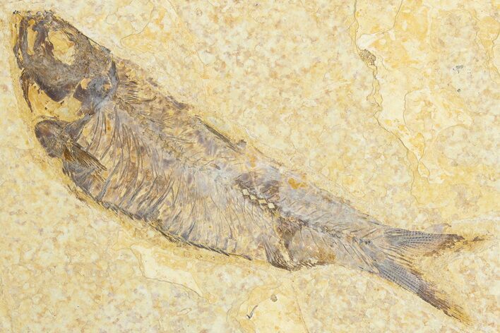 Detailed Fossil Fish (Knightia) - Wyoming #318605